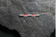 Foto (Detailansicht) von Plantae indet.  (NHMW-GEO-2024-0188-11541)